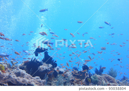 金花鱸魚 潛水 蘭嶼 台東 台灣 93038804