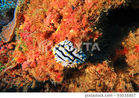 海蛞蝓 潛水 蘭嶼 台東 台灣 93038807