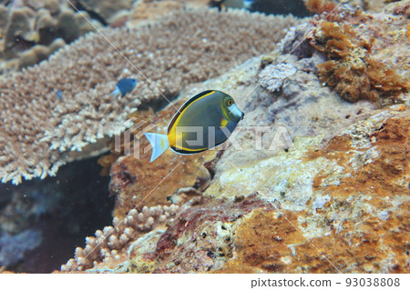 潛水 蘭嶼 台東 台灣 93038808