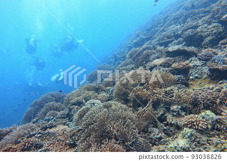 珊瑚 潛水 蘭嶼 台東 台灣 珊瑚 潛水 蘭嶼 台東 台灣 93038826