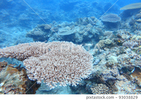 珊瑚 潛水 蘭嶼 台東 台灣 93038829