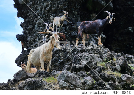 羊 蘭嶼 台東 台灣 93038848