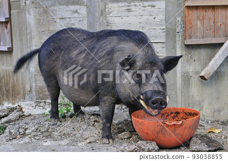 山豬 野銀部落 蘭嶼 台東 台灣 93038855