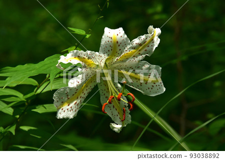 Yamamura flower Yamamura flower 93038892