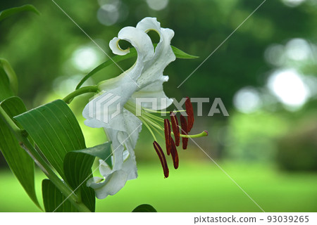 Casablanca Casablanca 93039265