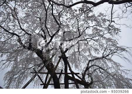 Weeping cherry tree 93039266