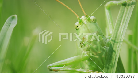 Big green locust eating grass, macro shot Big green locust eating grass, macro shot 93039388