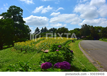 Sunflower flowers 93039408