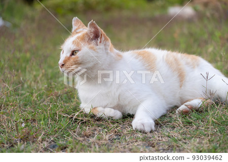放鬆貓棕白色貓 93039462