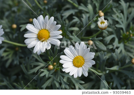 White Marguerite daisy 93039463