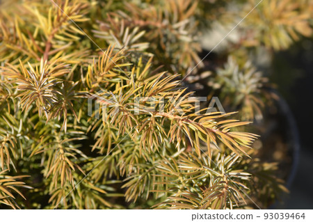 Shore Juniper All Gold 93039464