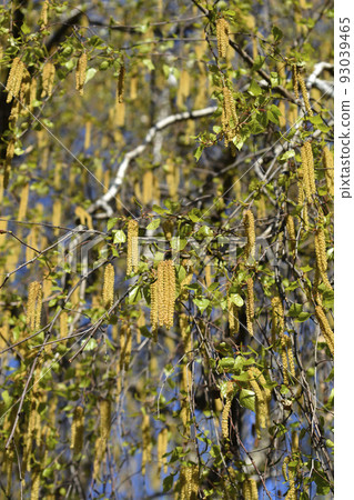 Common birch 93039465