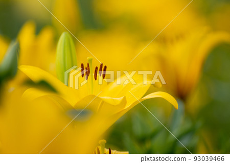 Yellow lily flowers Yellow lily flowers 93039466