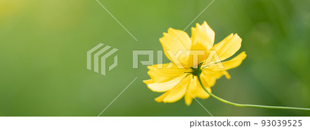黃波斯菊 黃波斯菊 93039525