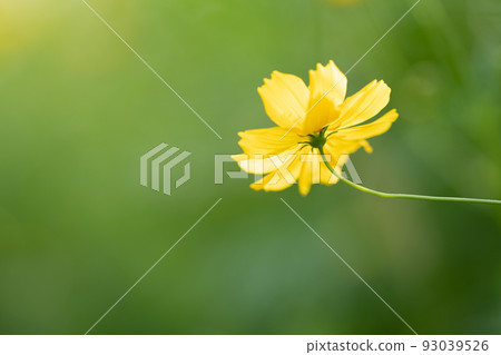  Kivanacosmos 93039526