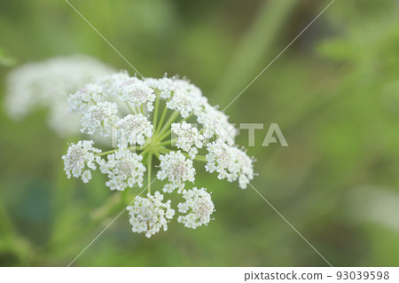 Miyamatouki Miyamatouki 93039598