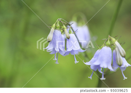 白山沙丁 93039625