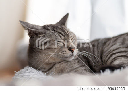 睡貓Sabatra貓 93039635