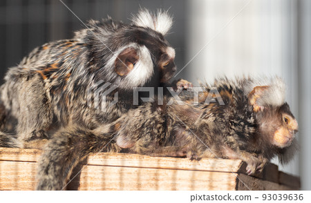 two cute monkeys 93039636