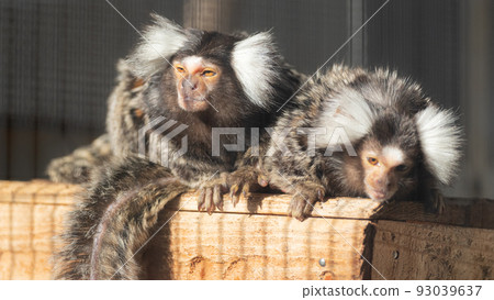 two cute monkeys 93039637