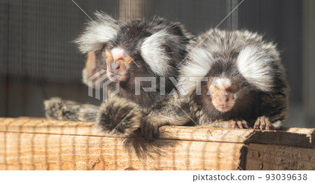 兩隻可愛的猴子 93039638