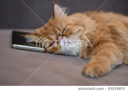 Sleeping red cat lying over a smartphone on a gray plaid Sleeping red cat lying over a smartphone on a gray plaid 93039953