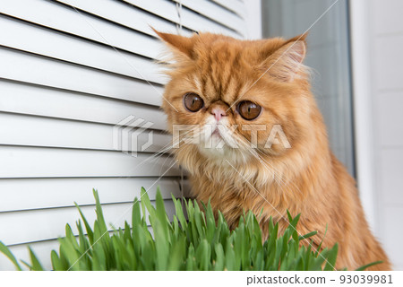 Cat is eating fresh green grass. Cat grass, pet grass. Natural hairball treatment. Persian Exotic red cat Cat is eating fresh green grass. Cat grass, pet grass. Natural hairball treatment. Persian Exotic red cat 93039981