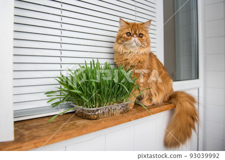 Cat is eating fresh green grass. Cat grass, pet grass. Natural hairball treatment. Persian Exotic red cat Cat is eating fresh green grass. Cat grass, pet grass. Natural hairball treatment. Persian Exotic red cat 93039992
