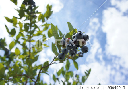 blueberry blueberry 93040045