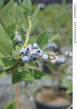 blueberry blueberry 93040051