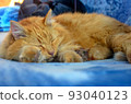 red dirty fluffy street cat lies sleeping. 93040123