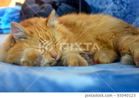 red dirty fluffy street cat lies sleeping. red dirty fluffy street cat lies sleeping. 93040123