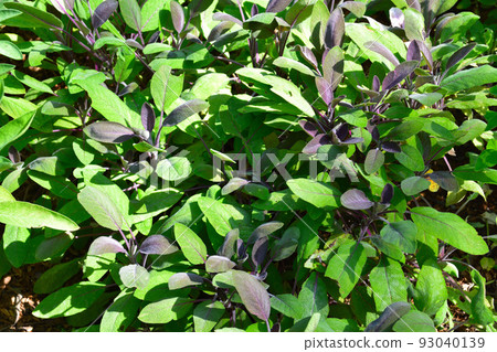 Red sage Red sage 93040139