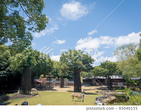 斑馬@愛媛縣立戶部動物園 斑馬@愛媛縣立戶部動物園 93040155