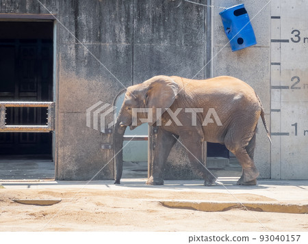非洲象@愛媛縣立戶部動物園 93040157