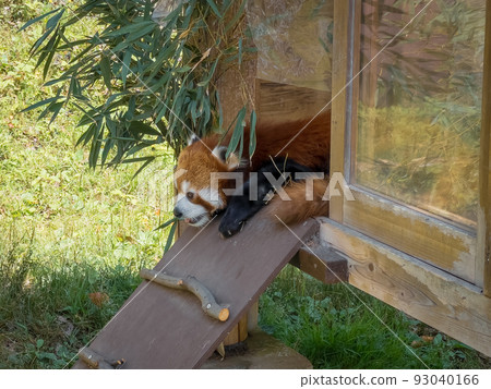 紅熊貓@愛媛縣立戶部動物園 93040166