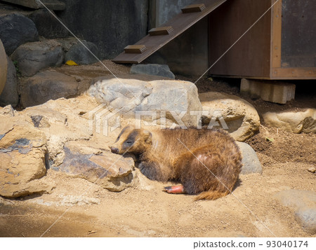 ＠Ehime Prefectural Tobe Zoo 93040174