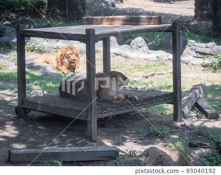 獅子@愛媛縣立戶部動物園 獅子@愛媛縣立戶部動物園 93040192