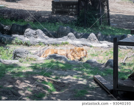 獅子@愛媛縣立戶部動物園 獅子@愛媛縣立戶部動物園 93040193