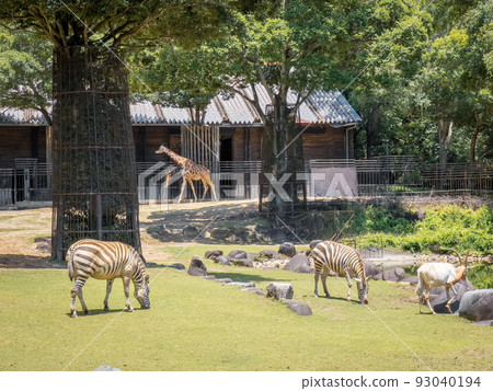 格蘭特斑馬@愛媛縣戶部動物園 格蘭特斑馬@愛媛縣戶部動物園 93040194