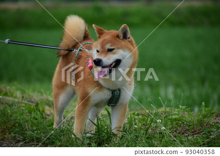 Shiba Inu 93040358