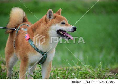 Shiba Inu 93040360