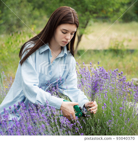 Young woman cutting bunches of lavender 93040370