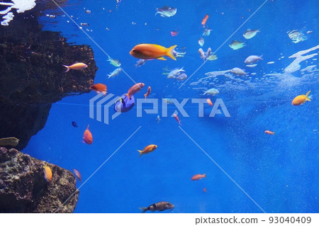 水族館 水族館 93040409
