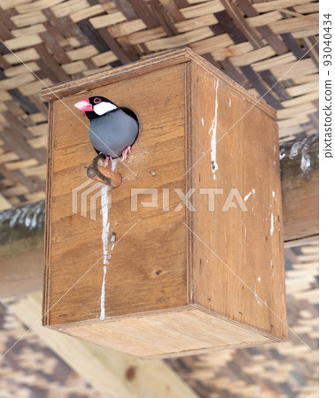 Colorful java sparrow sitting in a birdhouse Colorful java sparrow sitting in a birdhouse 93040434