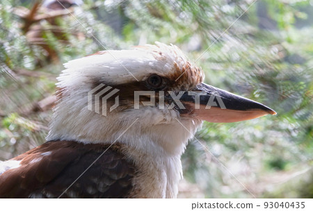 Portrait of Laughing Kookaburra, selective focus Portrait of Laughing Kookaburra, selective focus 93040435