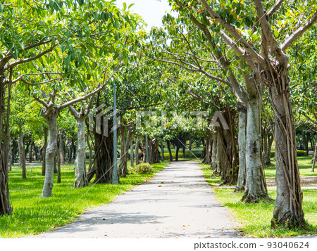 有樹及綠色小徑的公園 93040624