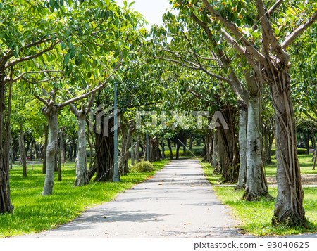 Park with trees and green path 93040625