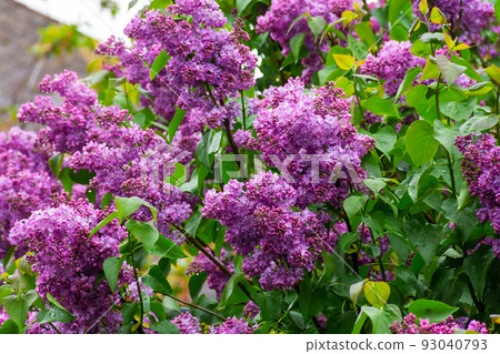 purple lilac shrub blossoms in spring. Beautiful floral nature wallpaper in the green garden purple lilac shrub blossoms in spring. Beautiful floral nature wallpaper in the green garden 93040793