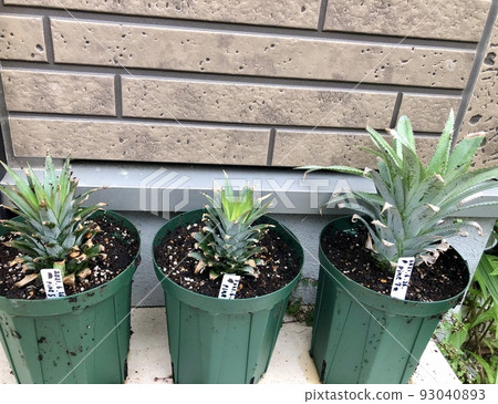 Pineapple Regenerative Cultivation 5 Pineapple Regenerative Cultivation 5 93040893